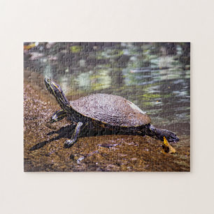 Puzzle Tortuguero - Tortue à ventre jaune