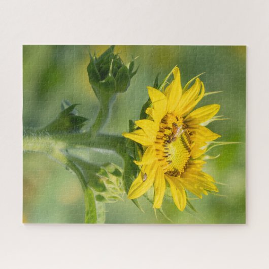 Puzzle tournesol (Horizontal)