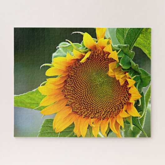 Puzzle Tournesol géant (Horizontal)