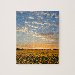 Puzzle Tournesols au coucher du soleil
