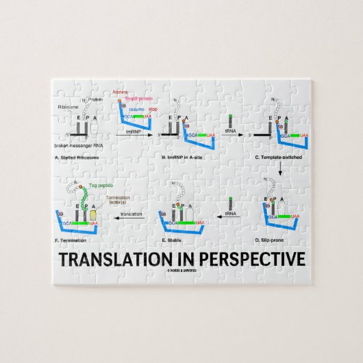 Puzzle Traduction dans la perspective (protéine de (Horizontal)