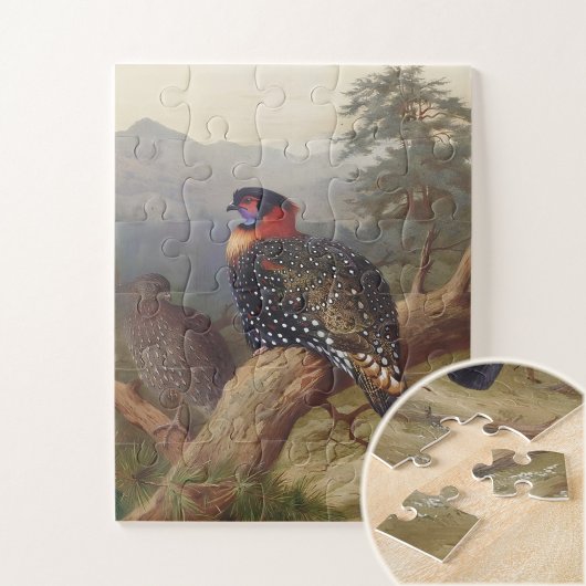 Puzzle Tragopan occidental, Illustrations d'oiseaux