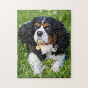 Puzzle Tri Color Cavalier King Charles Spaniel Puppy Chie