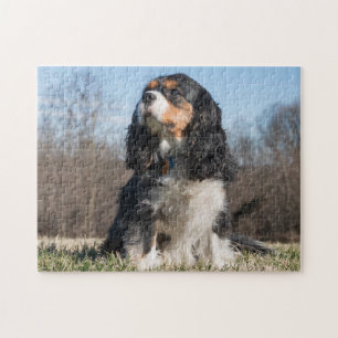 Puzzle Tri Couleur Cavalier King Charles Spaniel Chien