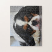 Puzzle Tri Couleur Cavalier King Charles Spaniel Chien Ch (Vertical)