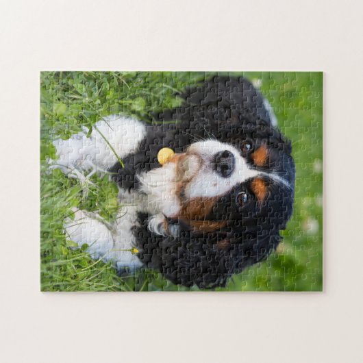 Puzzle Tri Couleur Cavalier King Charles Spaniel Chien Ch (Horizontal)