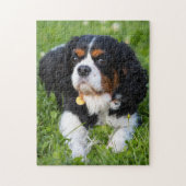 Puzzle Tri Couleur Cavalier King Charles Spaniel Chien Ch (Vertical)