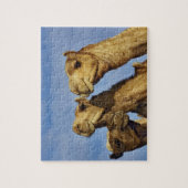 Puzzle Trio de chameaux, marché aux chameaux, Le Caire, E (Vertical)