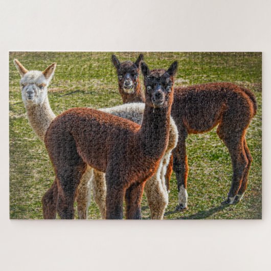 Puzzle Trois Alpacas Amigos (Horizontal)