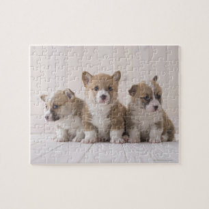 Puzzle Trois Corgi gallois