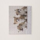 Puzzle Trois Corgi gallois (Vertical)