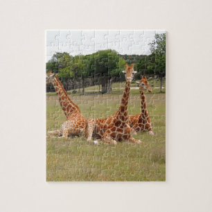 Puzzle Trois girafes à Fossil Rim