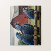 Puzzle Trois Macaws Hyacinth à la clôture (Vertical)