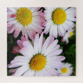 Puzzle Trois mignonnes marguerites roses (Horizontal)