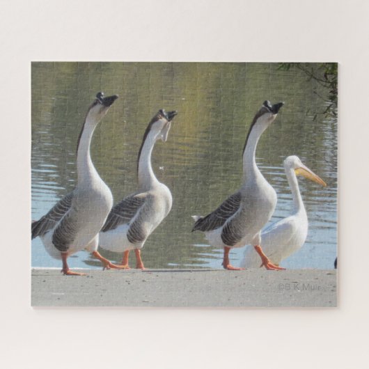 Puzzle - Trois oies et un pélican (Horizontal)