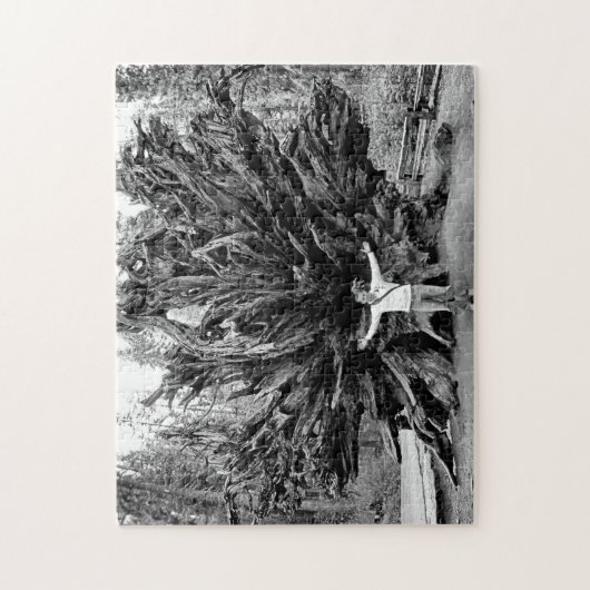 Puzzle Tronc Arbre de Sequioa Large Angle - 11x14 - 252 p (Vertical)