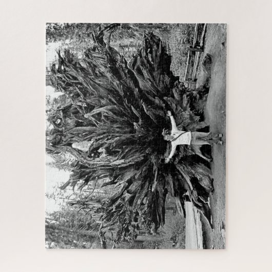 Puzzle Tronc Arbre de Sequioa Large Angle - 16x20 - 520 p (Vertical)