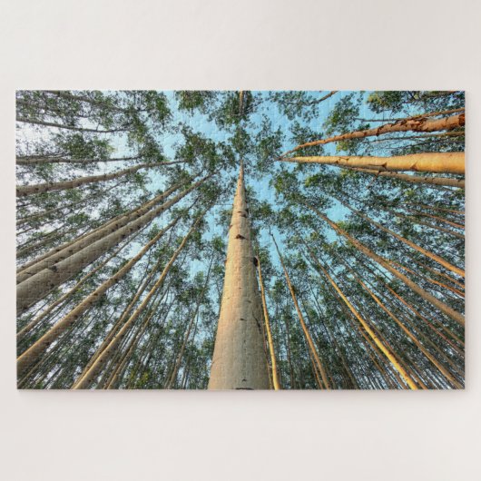 Puzzle Troncs Et Feuilles D'Aspen, Yukon (Horizontal)
