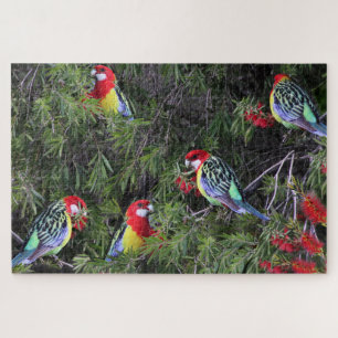 Puzzle Tropical Parrots Eastern Rosella Birds
