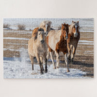 Troupeau de chevaux de races mixtes courant dans l