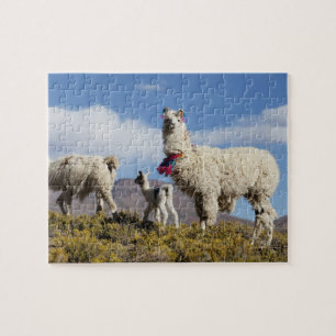 Puzzle Troupeau de lamas décorés dans la Puna, montagnes