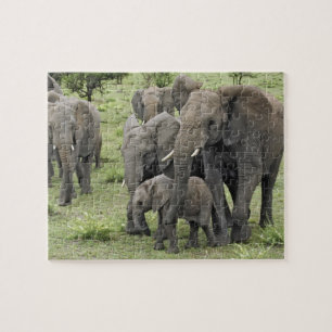 Puzzle Troupeau d'éléphants africains, Loxodonta africana