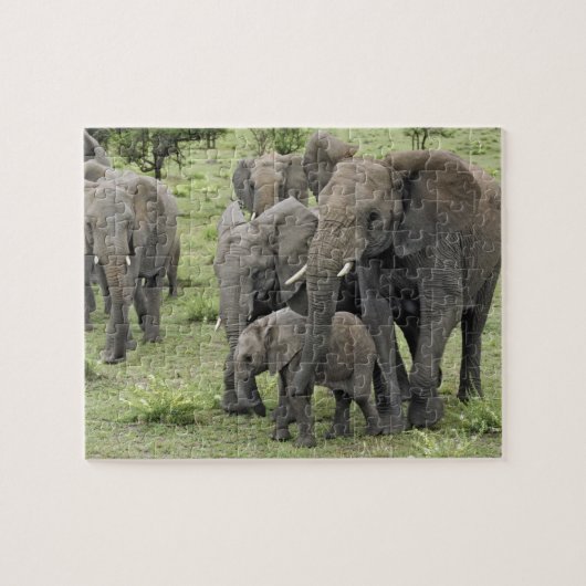 Puzzle Troupeau d'éléphants africains, Loxodonta africana (Horizontal)