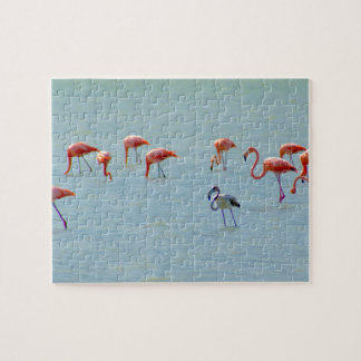 Puzzle Troupeau gris et rose de flamants dans le lac