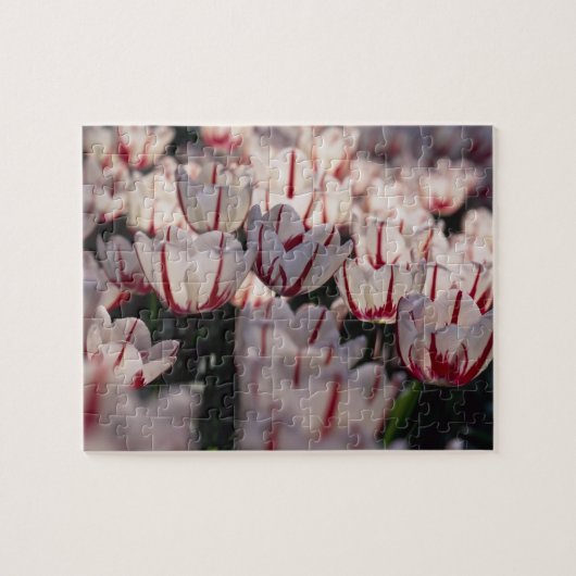 Puzzle Tulipe (Horizontal)