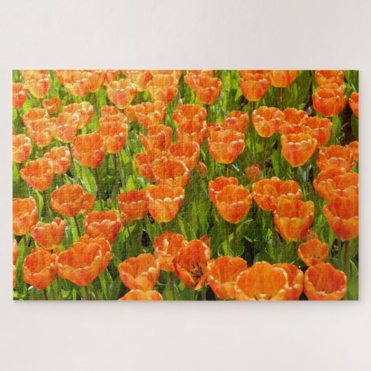 Puzzle tulipe hybride de Darwin, tulipa "Oxford's Elite". (Horizontal)