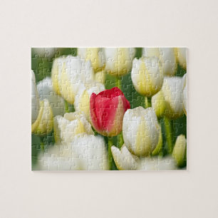 Puzzle Tulipe rouge dans un domaine des tulipes blanches