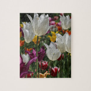 Puzzle Tulipes