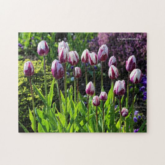 Puzzle Tulipes de triomphe à drapeau blanc et violet (Horizontal)