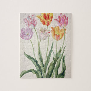 Puzzle Tulipes, du "Florilegium de Nassau" (la semaine