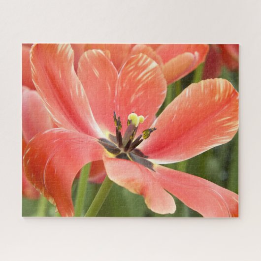 Puzzle tulipes oranges en fleur (Horizontal)