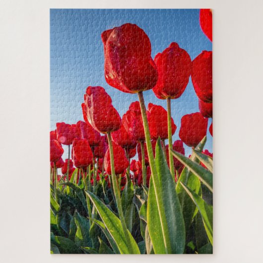 Puzzle Tulipes rouges en fleur (Vertical)
