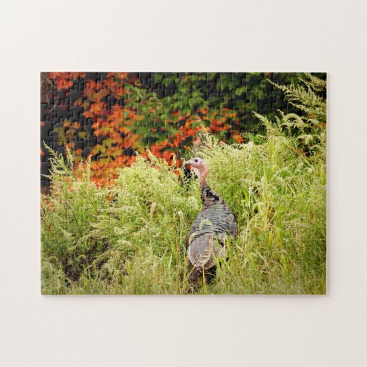 Puzzle Turquie sauvage en haute herbe à l'automne (Horizontal)
