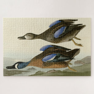 Puzzle Turquoise à ailes bleues d'Audubon's Birds of Amer