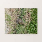 Puzzle Turtle (Horizontal)