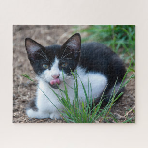 Puzzle tuxedo kitten