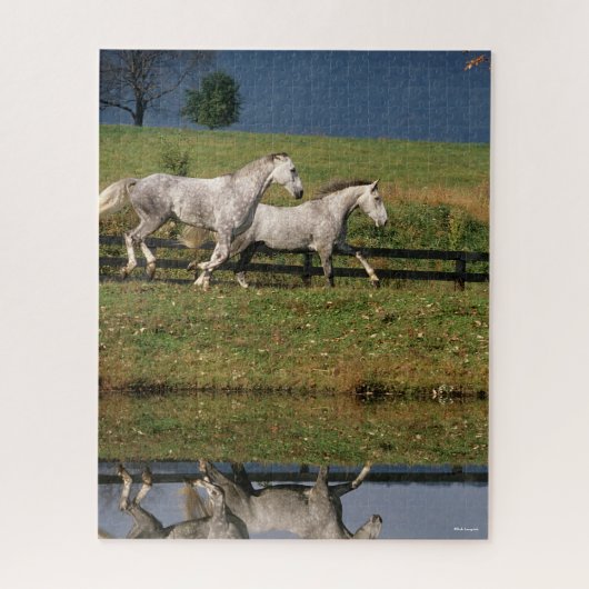 Puzzle Two Dapple Grey Percheron Horses Running (Vertical)