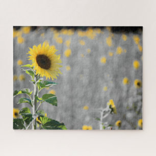 Puzzle Un champ de tournesols en noir et blanc