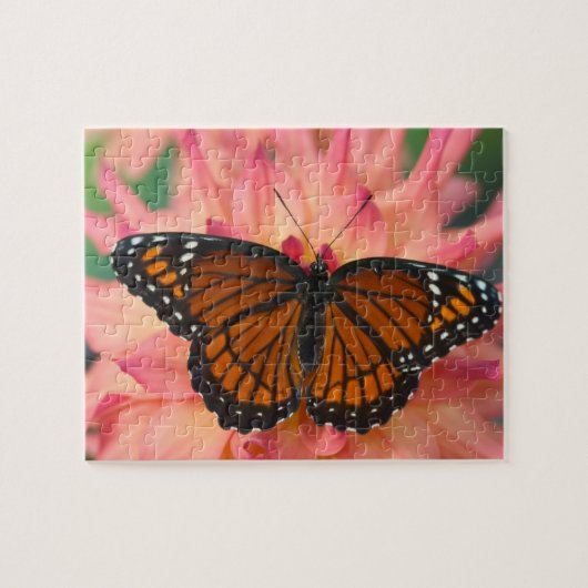 Puzzle Un imitateur du monarque papillon (Horizontal)