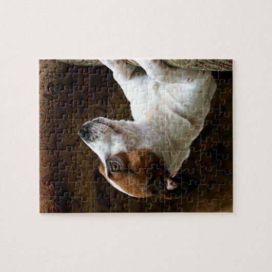 Puzzle Un Jack de pensée Russell Terrier (Horizontal)