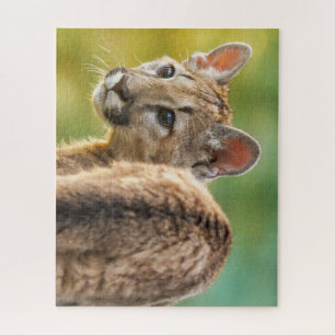 Puzzle Un jeune cougar américain en pleine nature
