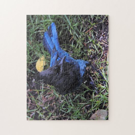 Puzzle Un oeil d'oiseau vue d'une Jay de Steller sur la p (Vertical)