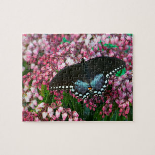 Puzzle Un papillon soufre Dans la famille Phoebis