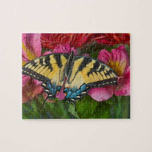 Puzzle Un papillon swallowtail tigré (Horizontal)