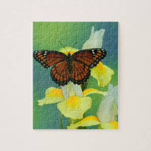 Puzzle Un papillon vice-roi sur un iris japonais jaune
