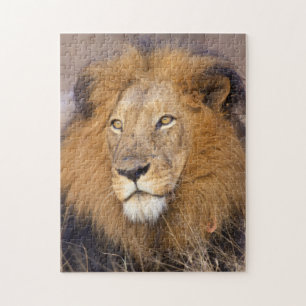 Puzzle Un portrait d'un Lion regardant au loin
